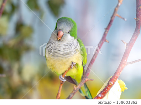 photo of a green parrot photo of a green parrot 138003862