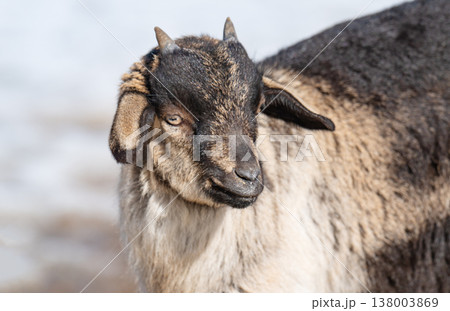 little goats on a farm 138003869