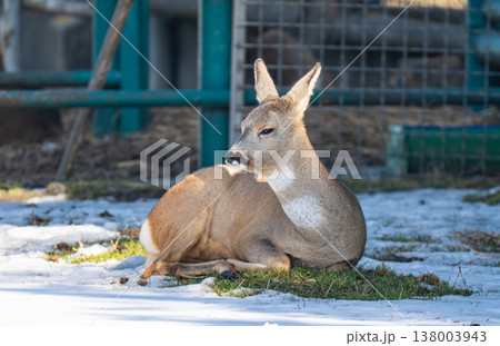 deer in a park deer in a park 138003943