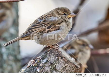 photo of a sparrow 138003944