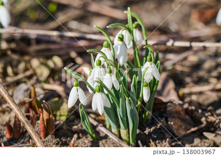 first spring snowdrop flowers in the spring first spring snowdrop flowers in the spring 138003967