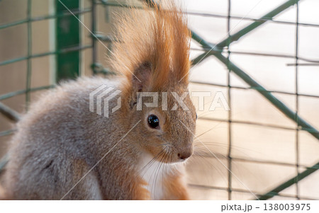 squirrel gnawing on a nut squirrel gnawing on a nut 138003975