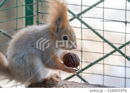 squirrel gnawing on a nut squirrel gnawing on a nut 138003976