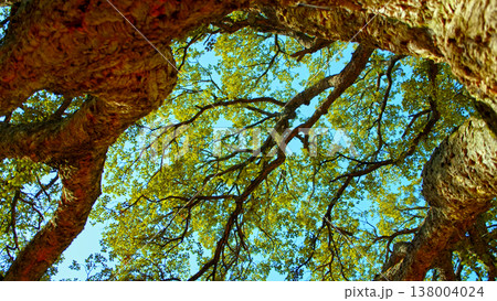 Big beautiful tree with a long branches against blue sky. Beautiful wild nature. Low angle view to the tree trunk with the long branches and fresh new leaves, textured bark. Beautiful Spring season Big beautiful tree with a long branches against blue sky. Beautiful wild nature. Low angle view to the tree trunk with the long branches and fresh new leaves, textured bark. Beautiful Spring season 138004024