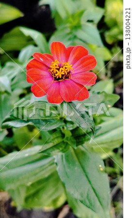 Red zinnia flower. Background, screensaver, wallpaper 138004221