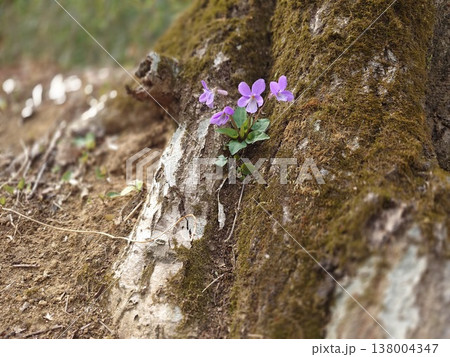 幹の間にさいた咲いたスミレ 138004347