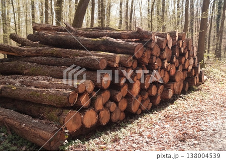 firewood in the forest 138004539