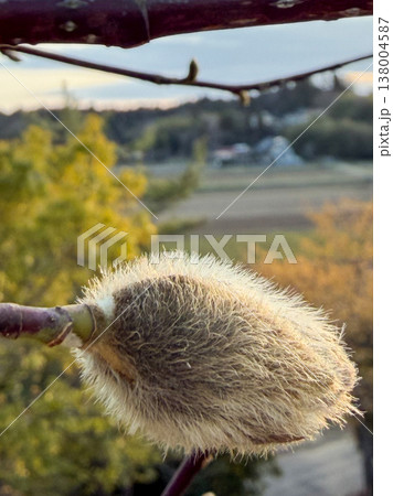 こぶしのつぼみ　春の芽吹き　夕方の自然風景 138004587
