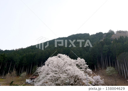 岐阜県本巣市_根尾谷淡墨桜5_2025年4月 138004629