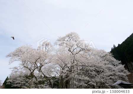 岐阜県本巣市_根尾谷淡墨桜9_2025年4月 岐阜県本巣市_根尾谷淡墨桜9_2025年4月 138004633