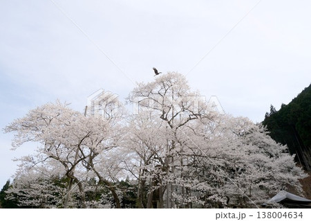 岐阜県本巣市_根尾谷淡墨桜10_2025年4月 138004634