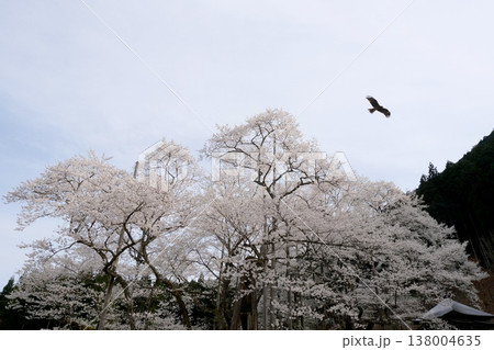 岐阜県本巣市_根尾谷淡墨桜11_2025年4月 岐阜県本巣市_根尾谷淡墨桜11_2025年4月 138004635