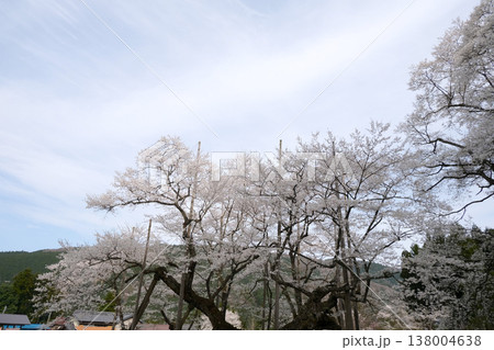 岐阜県本巣市_根尾谷淡墨桜14_2025年4月 138004638