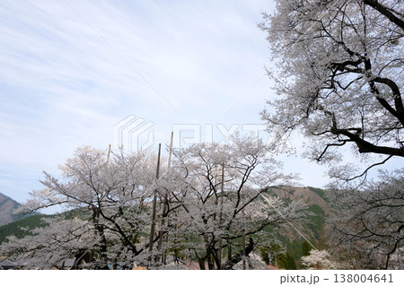 岐阜県本巣市_根尾谷淡墨桜17_2025年4月 138004641
