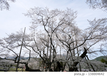 岐阜県本巣市_根尾谷淡墨桜18_2025年4月 岐阜県本巣市_根尾谷淡墨桜18_2025年4月 138004642