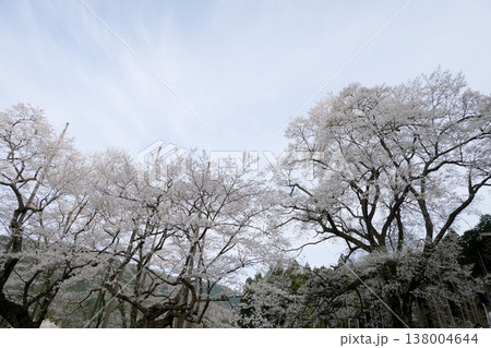 岐阜県本巣市_根尾谷淡墨桜20_2025年4月 岐阜県本巣市_根尾谷淡墨桜20_2025年4月 138004644