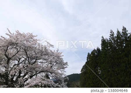 岐阜県本巣市_淡墨公園1_2025年4月 138004646