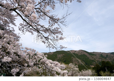 岐阜県本巣市_淡墨公園2_2025年4月 138004647