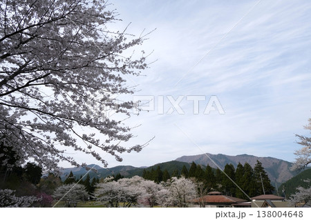岐阜県本巣市_淡墨公園3_2025年4月 138004648