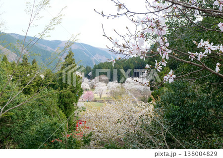 岐阜県本巣市_根尾谷淡墨桜展望台からの景色14_2025年4月 138004829