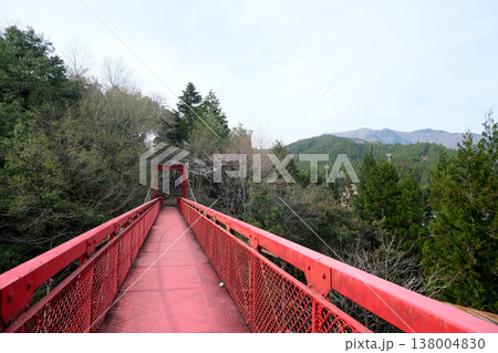岐阜県本巣市_根尾谷淡墨桜展望台への道4_2025年4月 138004830
