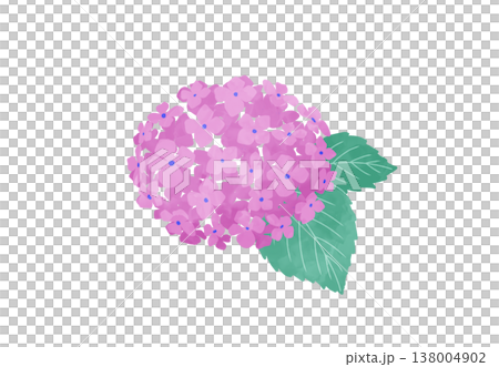 水彩風のピンクの紫陽花 138004902