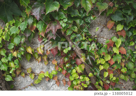 Autumn ivy leaves covering an old stone wall 138005012