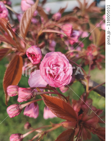Blooming pink cherry blossom with bronze leaves Blooming pink cherry blossom with bronze leaves 138005031