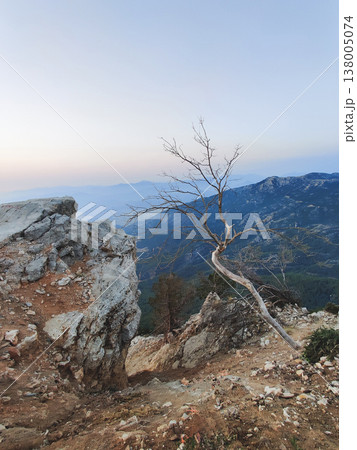 Lone withered tree on Babadag mountain at dusk in Oludeniz Turkey Lone withered tree on Babadag mountain at dusk in Oludeniz Turkey 138005074