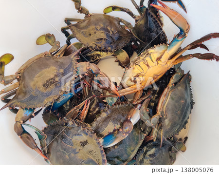 many colorful crabs on the counter in the store 138005076