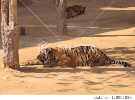 a beautiful big tiger is resting and walking around the zoo a beautiful big tiger is resting and walking around the zoo 138005089