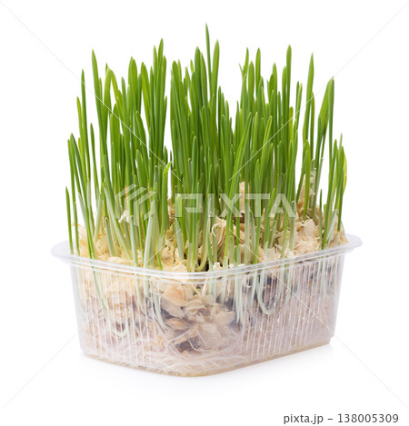 Sprouted oats in a clear plastic container, isolated on a white background, design element Sprouted oats in a clear plastic container, isolated on a white background, design element 138005309