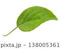 Apple leaf isolated on a white background, design element, authentic photograph, not AI-generated. 138005361