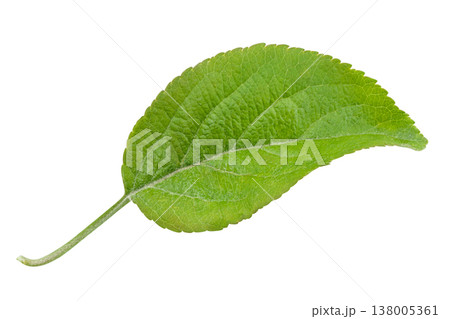 Apple leaf isolated on a white background, design element, authentic photograph, not AI-generated. 138005361
