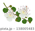 A branch with flowers and caper buds on a white background. 138005483