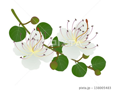 A branch with flowers and caper buds on a white background. 138005483