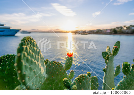 Blooming Cactus at Sunset in Hurghada Egypt Blooming Cactus at Sunset in Hurghada Egypt 138005860