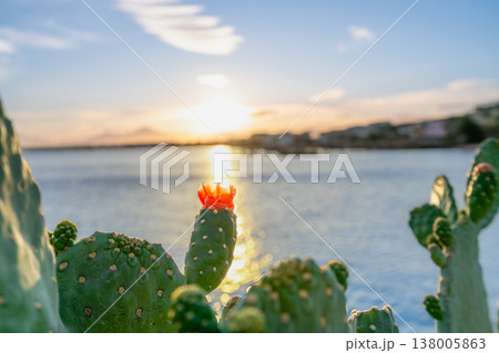 Blooming Cactus at Sunset in Hurghada Egypt 138005863