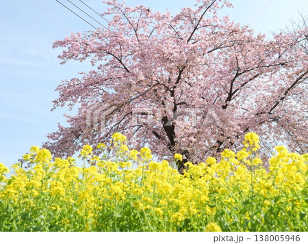 桜と菜の花のある風景 138005946