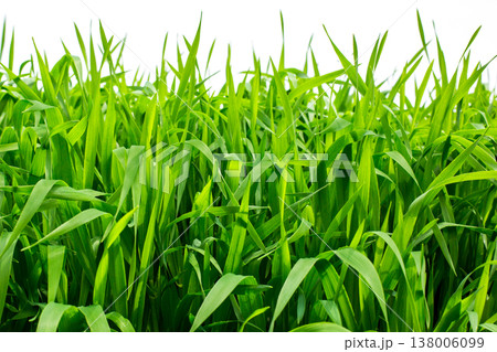 大麦若葉 138006099