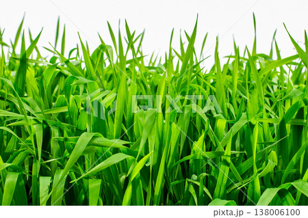 大麦若葉 138006100