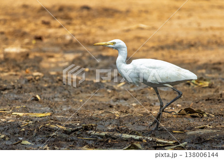 Graceful white feathered bird with a yellow beak strides across a textured, natural brown and muddy terrain under sunlight. Udawalawe National Park in Sri Lanka, Asia. Graceful white feathered bird with a yellow beak strides across a textured, natural brown and muddy terrain under sunlight. Udawalawe National Park in Sri Lanka, Asia. 138006144