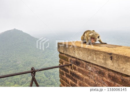 Sigiriya ancient rock fortress in Sri Lanka. Curious Primate on a Historic Wall Overlooking Lush Green Mountains Under a Misty Sky in a Tropical Environment Sigiriya ancient rock fortress in Sri Lanka. Curious Primate on a Historic Wall Overlooking Lush Green Mountains Under a Misty Sky in a Tropical Environment 138006145