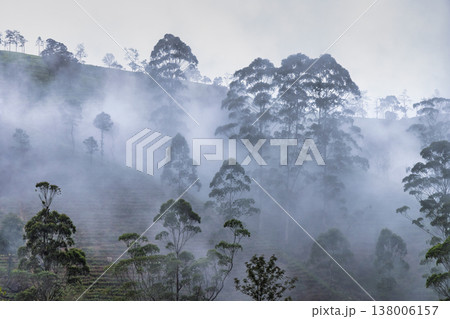 A verdant tea plantation hillside near Nuwara Eliya in Sri Lanka. Misty Morning Forest Landscape with Lush Greenery and Overcast Sky, Serene Nature Scene in Hillside Setting A verdant tea plantation hillside near Nuwara Eliya in Sri Lanka. Misty Morning Forest Landscape with Lush Greenery and Overcast Sky, Serene Nature Scene in Hillside Setting 138006157