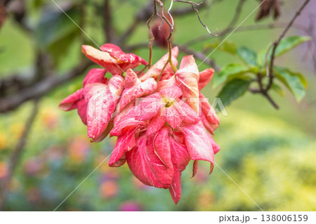 Peradeniya, Royal Botanic Gardens near of Kandy town in Sri Lanka. Vibrant pink tropical plant with unique leaves and delicate blossoms, showcasing natural beauty amidst a lush green garden setting Peradeniya, Royal Botanic Gardens near of Kandy town in Sri Lanka. Vibrant pink tropical plant with unique leaves and delicate blossoms, showcasing natural beauty amidst a lush green garden setting 138006159