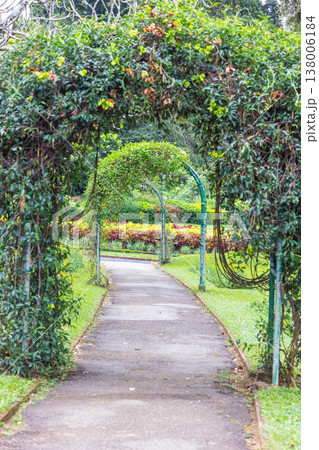 Peradeniya, Royal Botanic Gardens near of Kandy town in Sri Lanka. Inviting Garden Pathway through Lush Green Archways Leading to Vibrant Foliage, Nature's Serene Oasis Peradeniya, Royal Botanic Gardens near of Kandy town in Sri Lanka. Inviting Garden Pathway through Lush Green Archways Leading to Vibrant Foliage, Nature's Serene Oasis 138006184