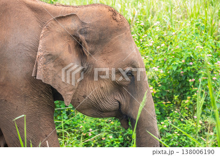 Close-up profile of a majestic elephant foraging amidst lush green foliage in its natural outdoor habitat during daylight. Hurulu Eco Park Safari in Sri Lanka. 138006190