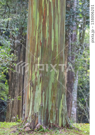 Peradeniya, Royal Botanic Gardens near of Kandy town in Sri Lanka. Vibrant and Colorful Tree Trunk Bark in a Lush Green Forest with Unique Patterns and Textures, Nature's Abstract Art Display Peradeniya, Royal Botanic Gardens near of Kandy town in Sri Lanka. Vibrant and Colorful Tree Trunk Bark in a Lush Green Forest with Unique Patterns and Textures, Nature's Abstract Art Display 138006201