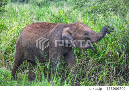 Young Elephant Forage Green Vegetation in Lush Wilderness, Majestic Wildlife in Natural Habitat, Safari Adventure. Hurulu Eco Park Safari in Sri Lanka. 138006202