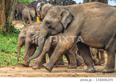 Family of majestic giants with two adorable calves walk together on a path in a natural wilderness setting. Elephant Transit Home in Udawalawe National Park in Sri Lanka, Asia. 138006205